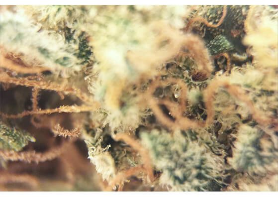 Best Weed Strains for Beginners